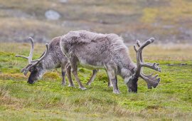 Reindeer, North Spitsbergen