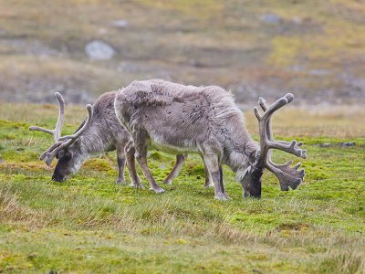 Reindeer, North Spitsbergen