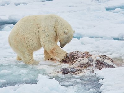 Polar Bear