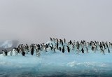 Adelie penguins