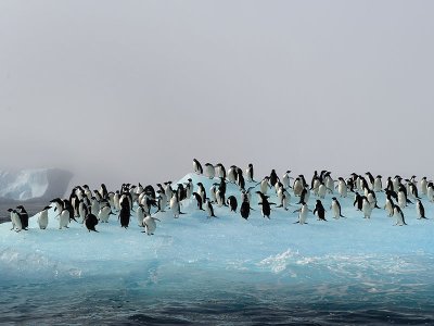 Adelie penguins