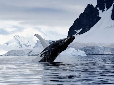 Humpback Whale