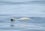 Baffin Island