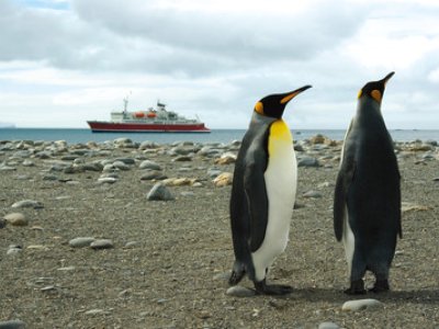 Penguins