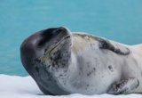 Leopard seal