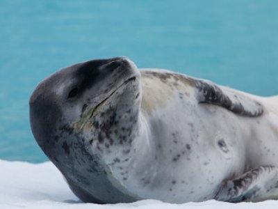 Leopard seal