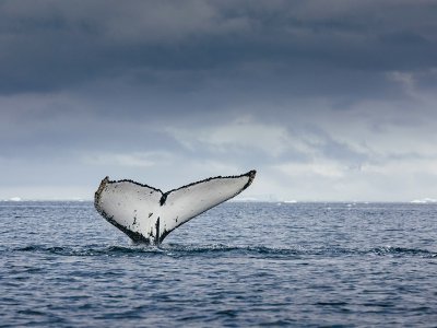 Whale watching