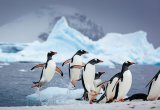 Penguins Antarctica