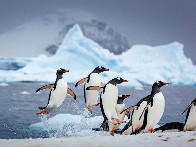 Penguins Antarctica