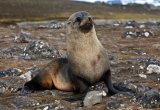 Fur seal