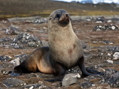 Fur seal