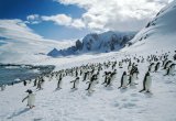 Colony of penguins