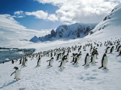 Colony of penguins