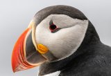 Puffin