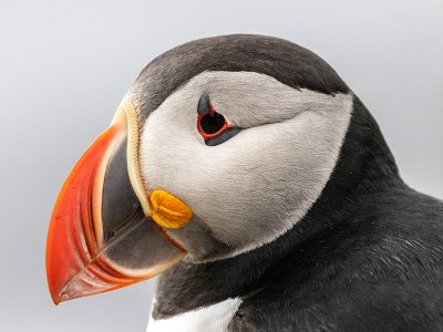 Puffin