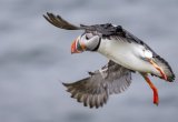 Flying puffin