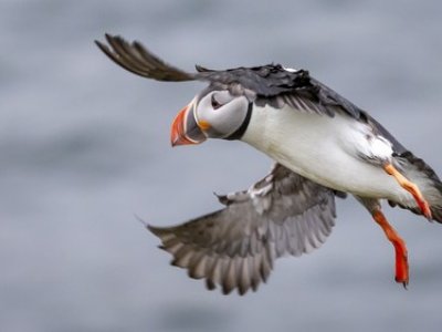 Flying puffin