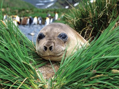 Seal