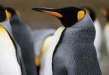 King penguin