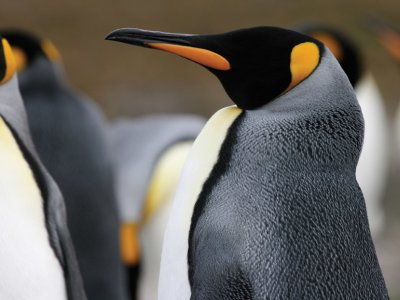 King penguin