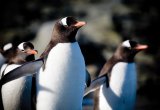 Gentoo penguin