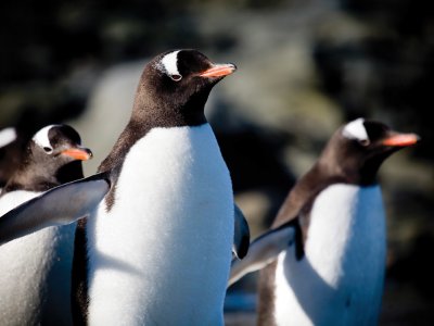 Gentoo penguin