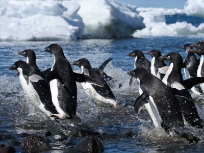 Adélie penguin