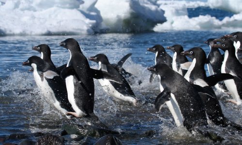 Adélie penguin