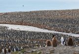 Colony of King penguins in South Georgia Island