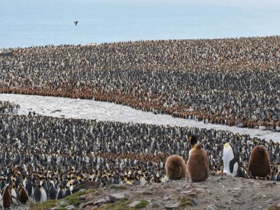 Colony of King penguins in South Georgia Island