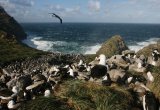 Birds amongst a colony of penguins