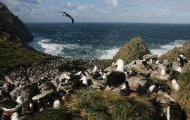 Birds amongst a colony of penguins