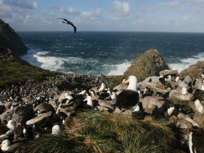 Birds amongst a colony of penguins