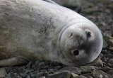 Fur seal looking at the camera