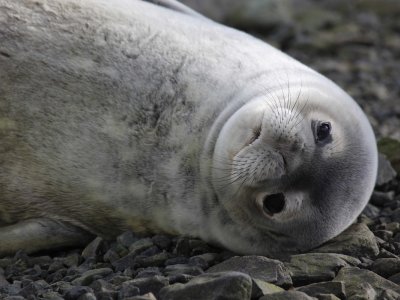 Fur seal looking at the camera