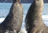 Elephant seals