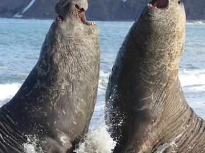 Elephant seals