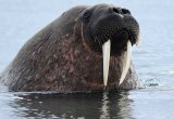 Walrus