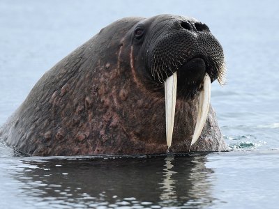 Walrus