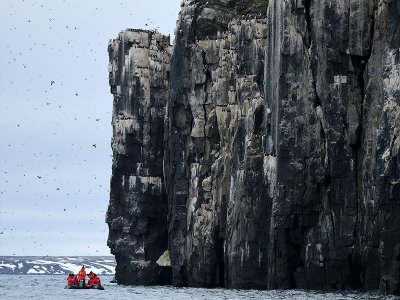 Bird cliff