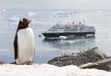 Gentoo penguin