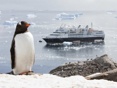 Gentoo penguin