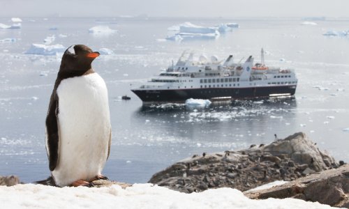 Gentoo penguin