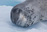 Leopard seal with a smiley face