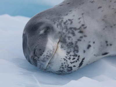 Leopard seal with a smiley face
