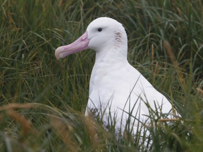 Albatross