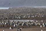 Colony of King penguins in South Georgia