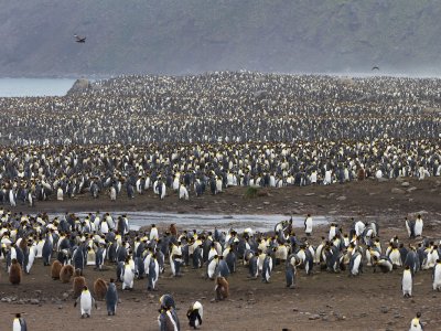 Colony of King penguins in South Georgia