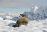 Fur seal