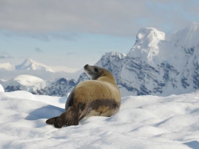 Fur seal